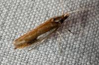 Ypsolopha parenthesella