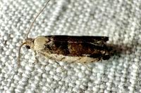 Epinotia ramella