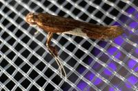 Caloptilia stigmatella