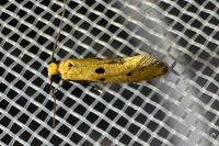 Tinea trinotella