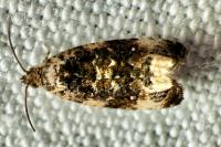 Endothenia