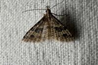 Alucita hexadactyla