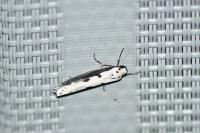 Ethmia bipunctella