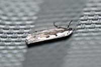 Ethmia bipunctella