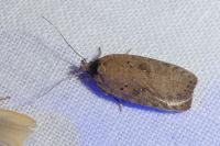 Agonopterix scopariella