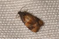 Ditula angustiorana