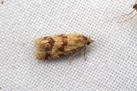 Aethes williana