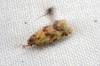 Aethes williana