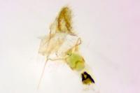 Aethes williana