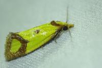 Agapeta zoegana