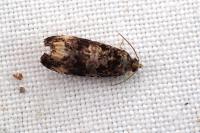 Endothenia