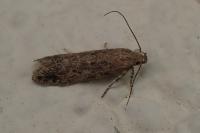 Scrobipalpa