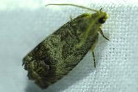 Cydia splendana