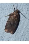 Agonopterix