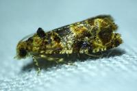 Eudemis profundana