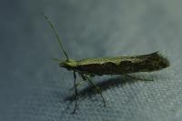 Plutella xylostella
