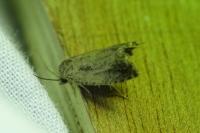 Tortrix