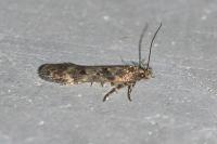 Scrobipalpa
