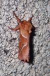 Triodia sylvina
