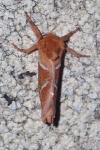 Triodia sylvina