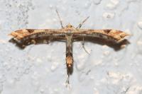 Platyptilia gonodactyla