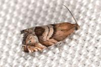 Cydia interscindana