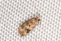 Lobesia botrana/reliquana