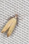 Mesophleps silacella