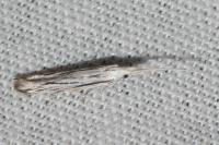 Coleophora