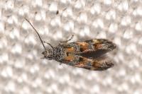 Mompha miscella