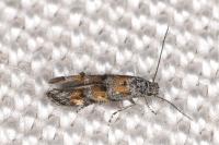 Mompha miscella