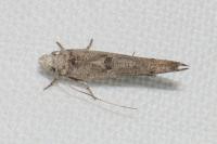 Zelleria oleastrella