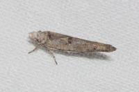 Zelleria oleastrella