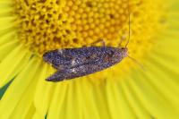 Apodia bifractella