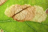 Tischeria decidua