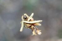 Sterrhopterix fusca