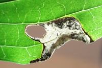 Antispila petryi