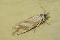 Thiodia citrana