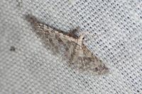 Alucita zonodactyla