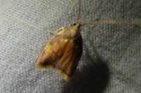 Carcina quercana