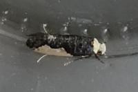 Monopis monachella