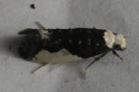 Monopis monachella