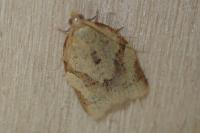 Clepsis consimilana