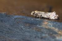 Morophaga choragella