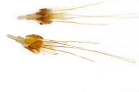 Morophaga choragella