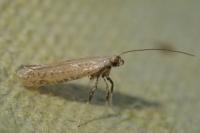 Aspilapteryx limosella