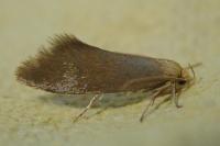 Crassa tinctella