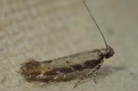 Aristotelia brizella