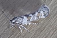 Catatinagma trivittellum