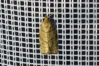 Pandemis corylana